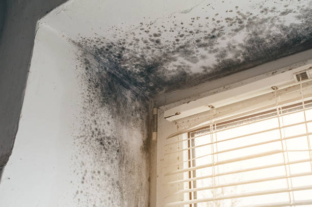 Affordable Mold Remediation solutions in Falcon, NC